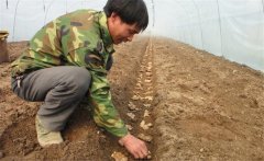 生姜的種植密度是多少？生姜浸種消毒新配方