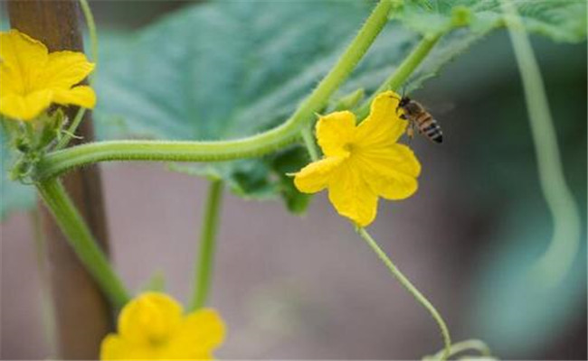 黃瓜開雄花不結(jié)果怎么辦