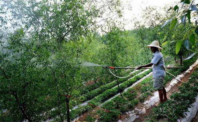 棗樹噴施葉面肥的時(shí)機(jī)選擇