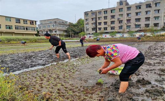 谷雨兩旁，西瓜下秧