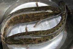 黑魚(yú)最大能長(zhǎng)多少斤，黑魚(yú)與鯰魚(yú)有什么區(qū)別