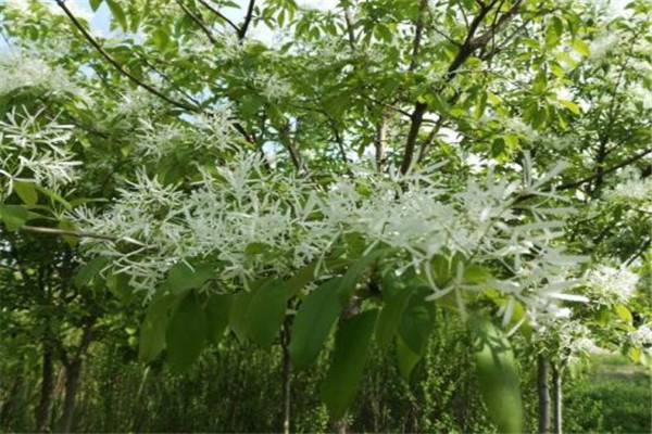 流蘇樹(shù)幾年開(kāi)花