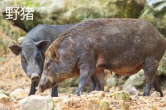 野豬一般幾點出來活動，野豬和疣豬哪個更厲害