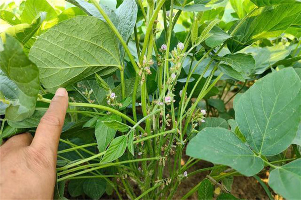 大豆開(kāi)花期如何管理