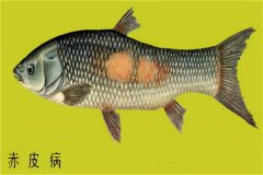 養(yǎng)殖魚類怎樣防治赤皮??？如何預(yù)防？