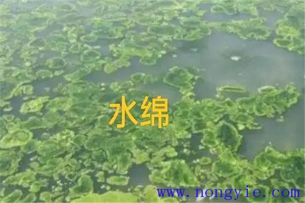 如何清除和控制水綿、水網(wǎng)藻和湖靛等敵害生物