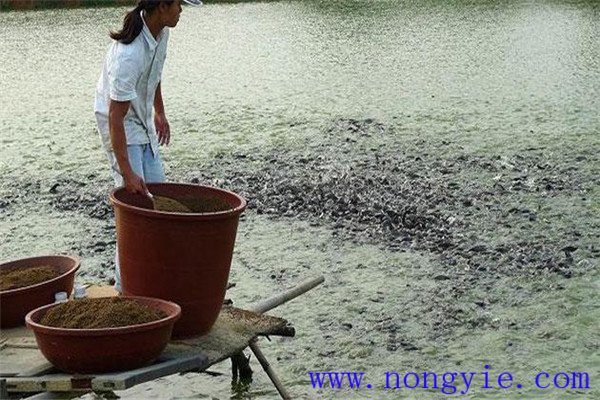 留心觀察魚(yú)類吃食時(shí)間的長(zhǎng)短