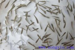 怎樣高效益養(yǎng)殖異育銀鯽 其魚苗魚種如何培育？