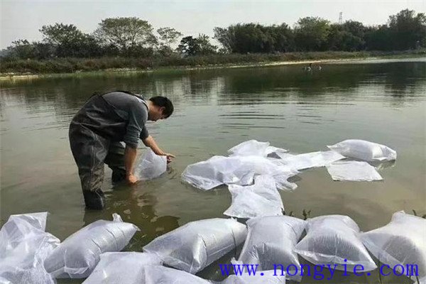 地區(qū)不同放養(yǎng)時間亦不同