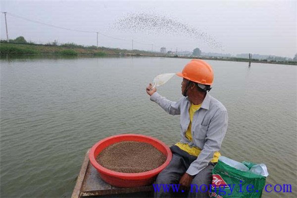 魚塘養(yǎng)魚對(duì)飼料的要求