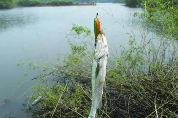 魚線以及魚鉤選擇