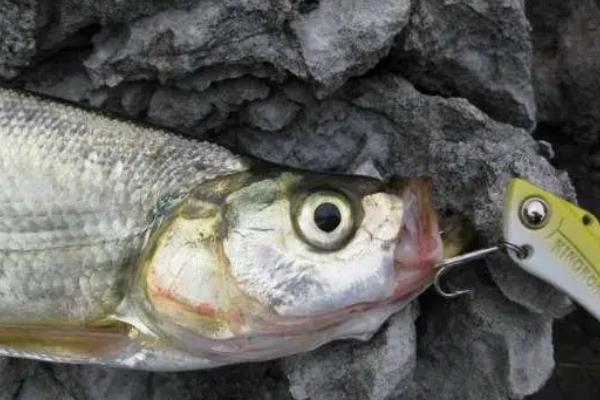 翹嘴魚用什么餌料好釣