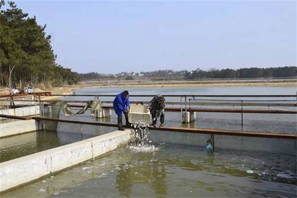 養(yǎng)蝦池能否混養(yǎng)魚類