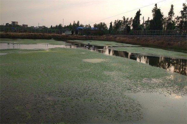 羅氏沼蝦+水草生物防控養(yǎng)殖模式