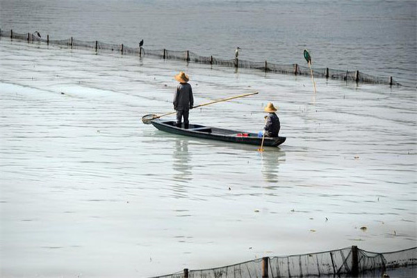 清除野雜魚，減少爭食者