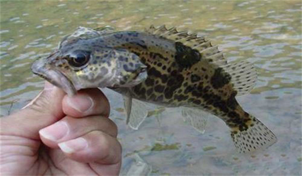 桂花魚(鱖魚)病毒病的流行特點(diǎn)