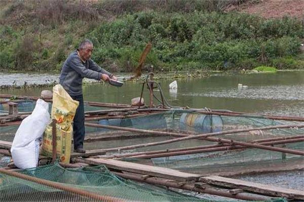 吉富品系羅非魚養(yǎng)殖管理技術(shù)