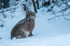 冬季野兔的活動規(guī)律，它冬天什么時候出來？