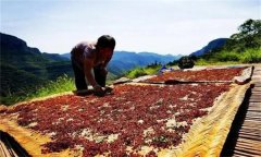 花椒采摘后怎樣晾曬？花椒晾干方法簡介