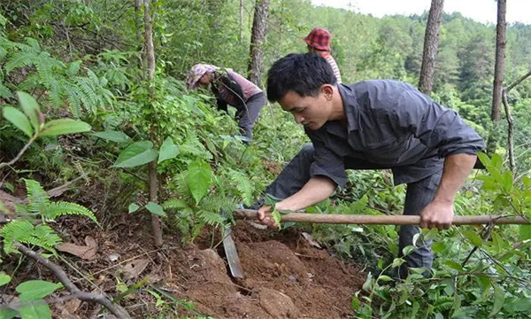 茯苓種植技術與栽培管理