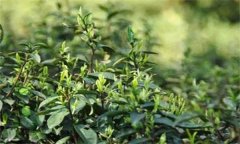 如何對(duì)茶樹(shù)越冬休眠期病蟲(chóng)害進(jìn)行綠色防控？