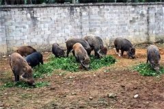 飼養(yǎng)野豬要注意哪些問題 野豬能與家豬雜交嗎？