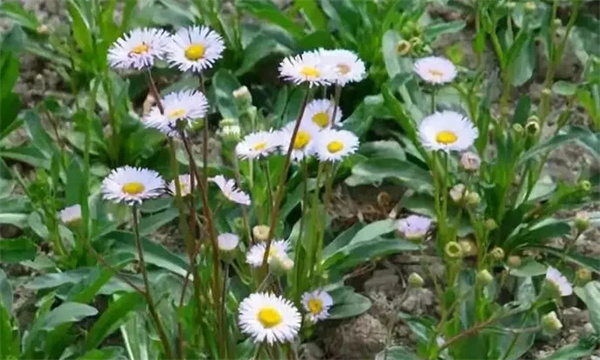 燈盞花是一種什么植物