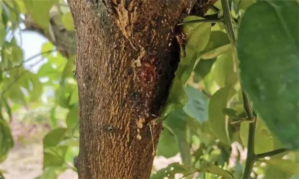 怎樣防治蘋果樹流膠病