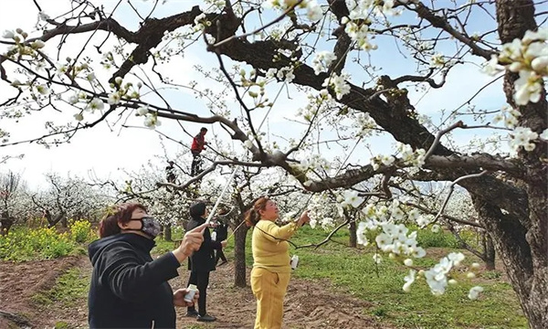 梨樹的開花、授粉和坐果