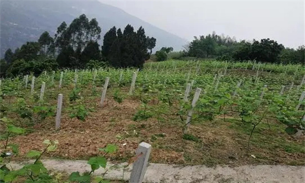 在河灘地、山地、鹽堿地和黏土地上建葡萄園