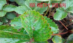 怎樣防治草莓葉斑?。ㄉ哐鄄。?？