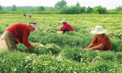 菊花的采收時間、采收方法與加工與貯藏問題