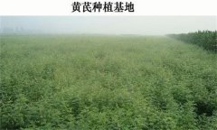 黃芪產(chǎn)地在哪里？黃芪生態(tài)習性簡介