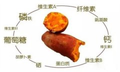 紅薯的營養(yǎng)特點 紅薯的輔助功能知多少？