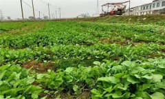 油菜日光溫室早春、秋延遲栽培技術(shù)要點有哪些