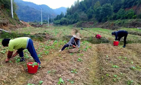 油菜移栽要注意哪些問題