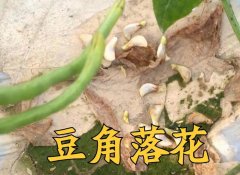 大棚蕓豆落花落莢的原因是什么?怎樣預(yù)防?